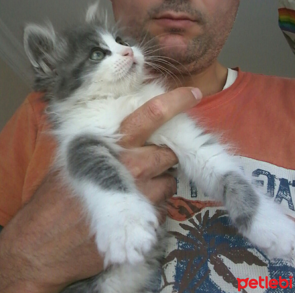 Tekir Kedi, Kedi  Rebellion fotoğrafı