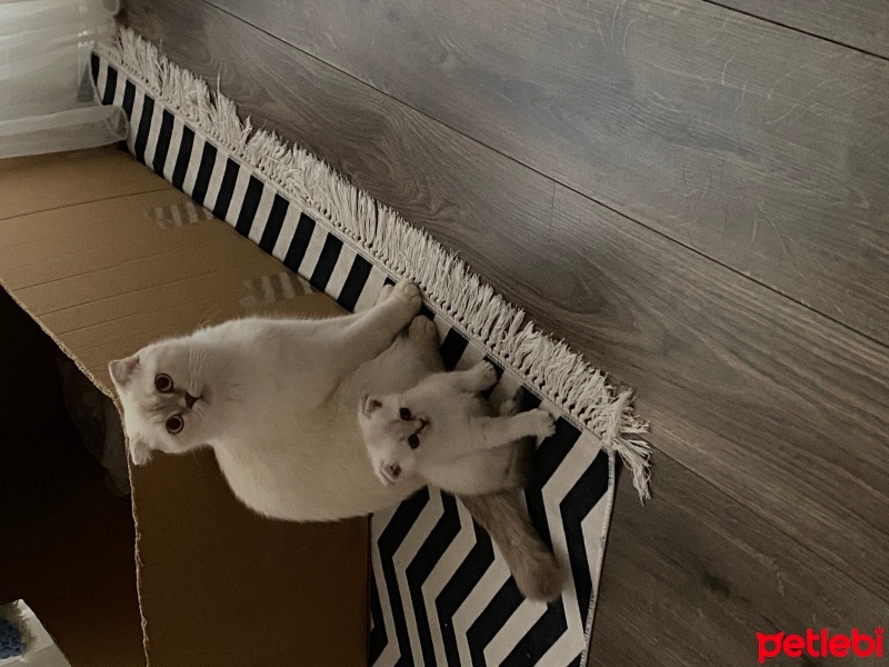 Scottish Fold, Kedi  Minnoş fotoğrafı
