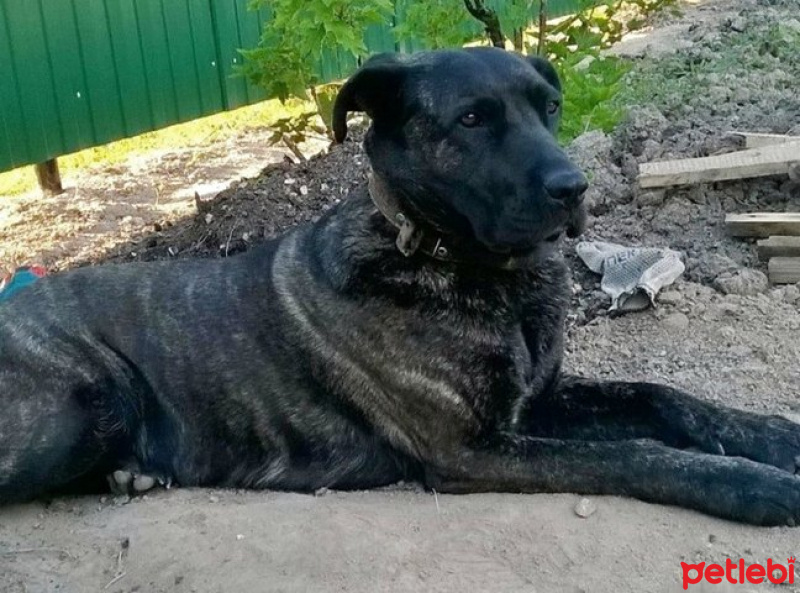 Cane Corso Italiano, Köpek  Duman  fotoğrafı