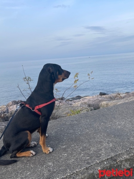 Alman Av Terrieri, Köpek  Nisha fotoğrafı