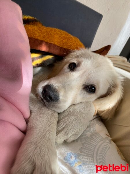 Golden Retriever, Köpek  Lucy fotoğrafı