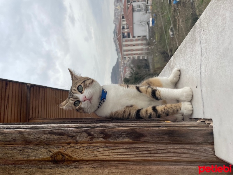 Tekir Kedi, Kedi  Dobby fotoğrafı