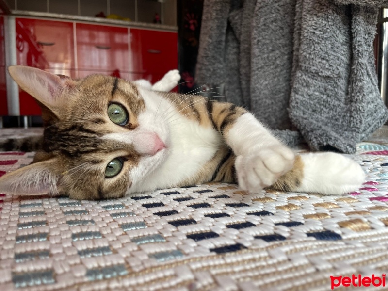 Tekir Kedi, Kedi  Dobby fotoğrafı