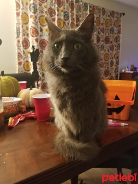 British Longhair, Kedi  Duman fotoğrafı