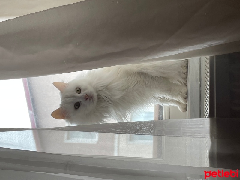 Ankara Kedisi, Kedi  Luna fotoğrafı