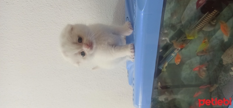 Scottish Fold, Kedi  Yumak fotoğrafı