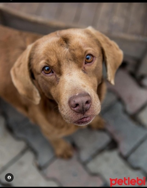 Labrador Retriever, Köpek  Daisy fotoğrafı