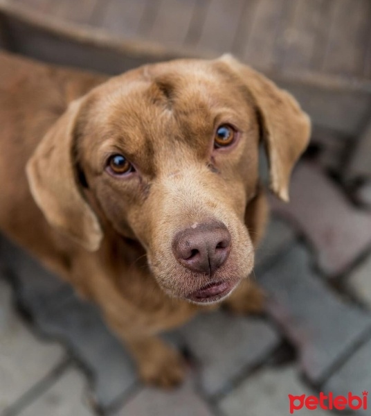 Labrador Retriever, Köpek  Daisy fotoğrafı