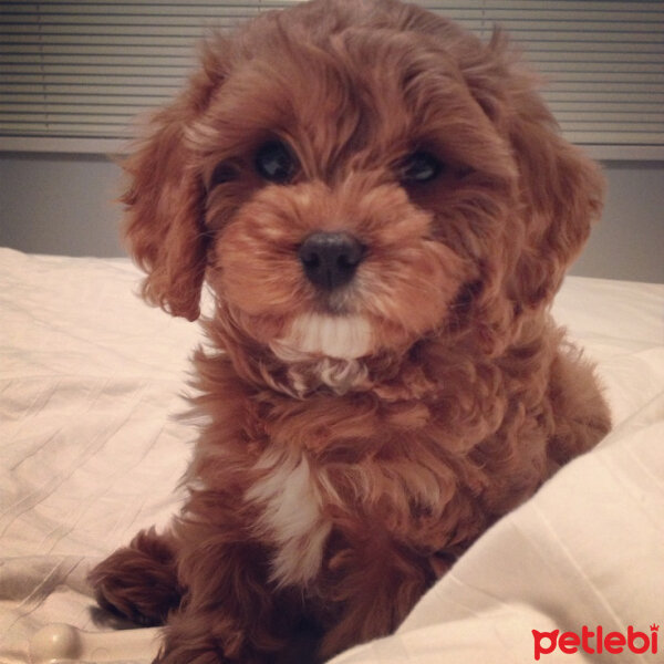 Poodle (Minyatür Kaniş), Köpek  Badem  fotoğrafı