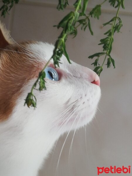 Van Kedisi, Kedi  Daisy fotoğrafı