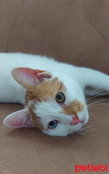 Van Kedisi, Kedi  Daisy fotoğrafı