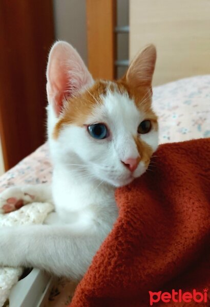 Van Kedisi, Kedi  Daisy fotoğrafı