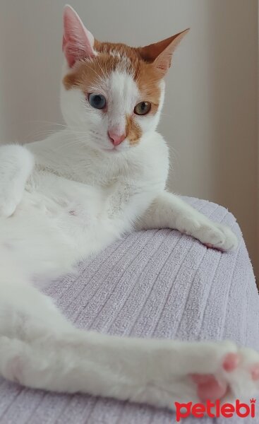 Van Kedisi, Kedi  Daisy fotoğrafı