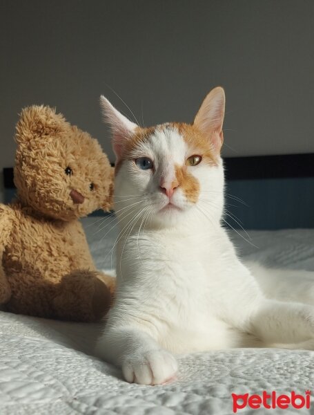 Van Kedisi, Kedi  Daisy fotoğrafı