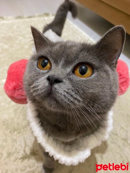 British Shorthair, Kedi  Hera fotoğrafı