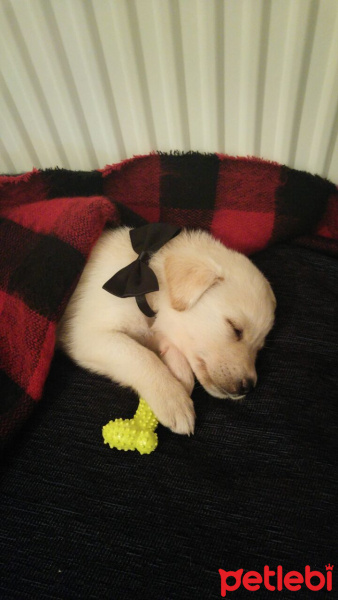 Golden Retriever, Köpek  dipper fotoğrafı