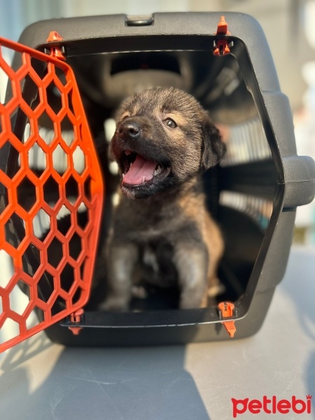 Sokö (Sokak Köpeği), Köpek  Gece fotoğrafı