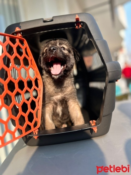 Sokö (Sokak Köpeği), Köpek  Gece fotoğrafı
