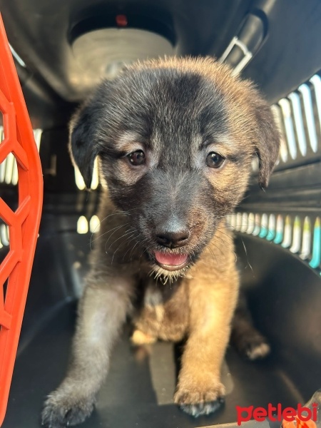 Sokö (Sokak Köpeği), Köpek  Gece fotoğrafı