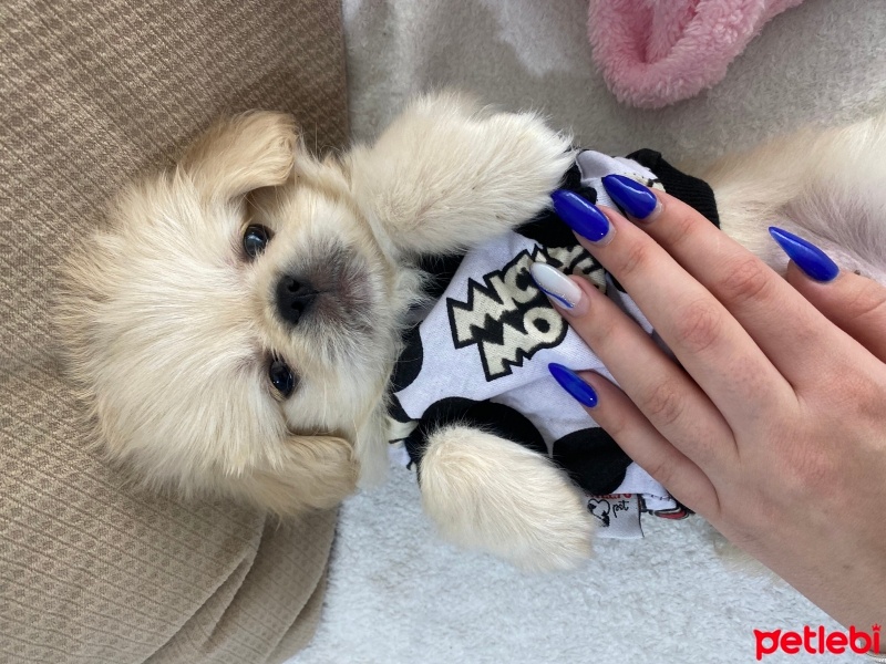 Pekingese, Köpek  Chivas fotoğrafı