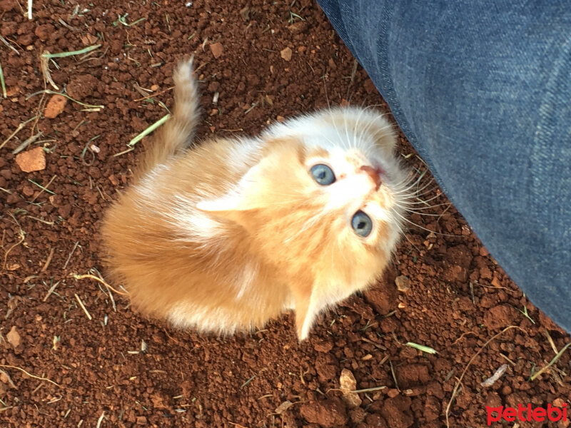 Tekir Kedi, Kedi  Ekim fotoğrafı