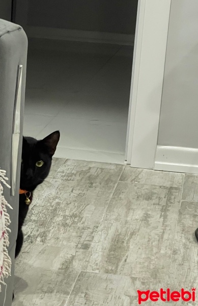 Bombay, Kedi  Kudi fotoğrafı