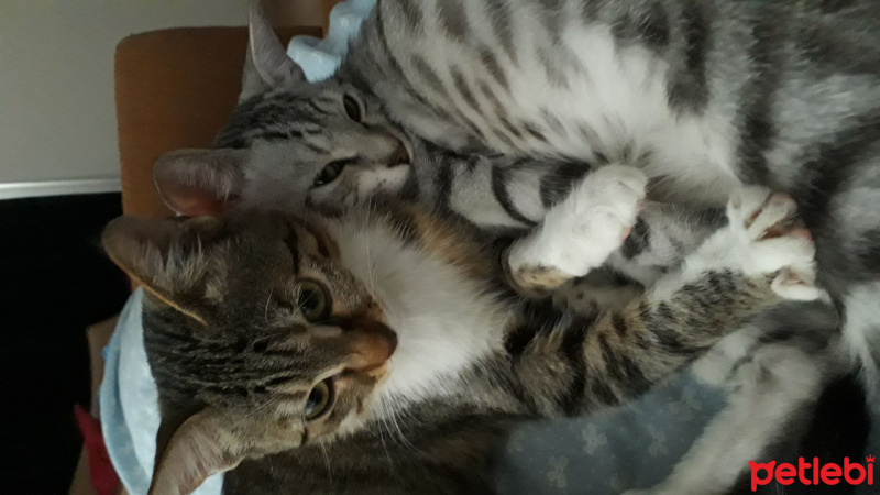 Tekir Kedi, Kedi  Badem & gümüş fotoğrafı