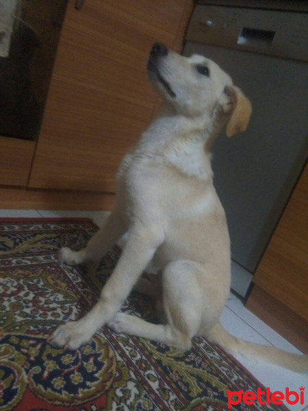 Golden Retriever, Köpek  Sansli  fotoğrafı