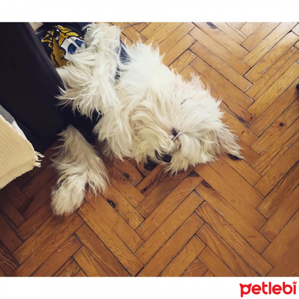 Tibet Terrieri, Köpek  Paşa fotoğrafı