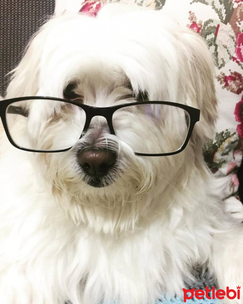 Tibet Terrieri, Köpek  Paşa fotoğrafı