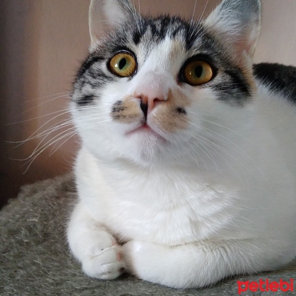 Tekir Kedi, Kedi  Pamuk fotoğrafı