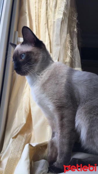 Siyam Kedisi, Kedi  Gaia fotoğrafı