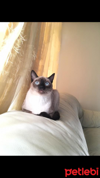 Siyam Kedisi, Kedi  Gaia fotoğrafı
