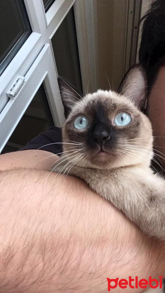 Siyam Kedisi, Kedi  Gaia fotoğrafı