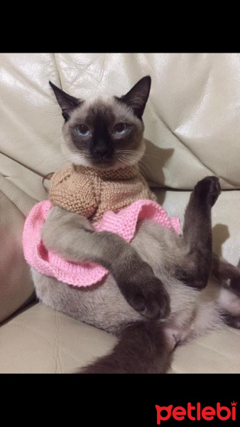 Siyam Kedisi, Kedi  Gaia fotoğrafı