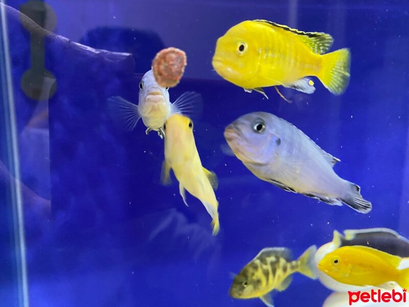 Tatlısu Akvaryumu, Akvaryum  Malawi Cichlid fotoğrafı