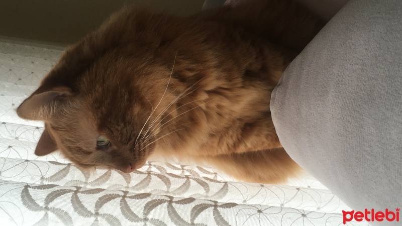 Sarman, Kedi  Sürtük fotoğrafı