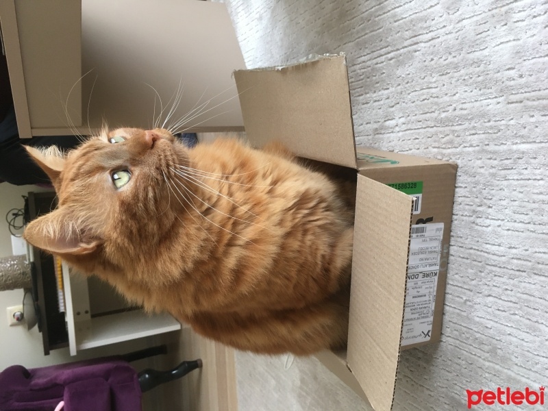 Sarman, Kedi  Sürtük fotoğrafı