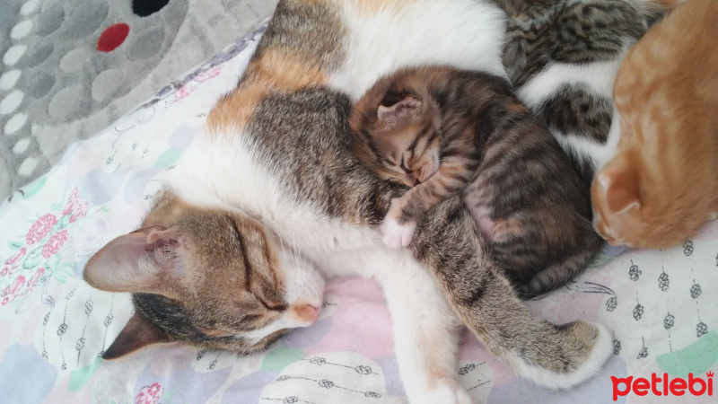 Tekir Kedi, Kedi  Mırnav fotoğrafı