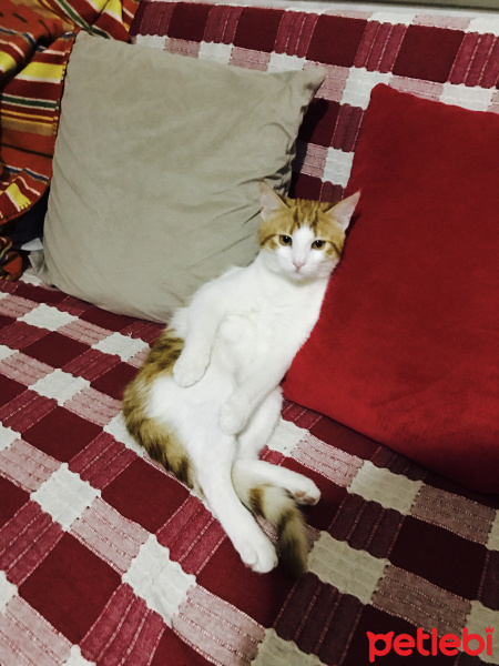 Tekir Kedi, Kedi  Oscar fotoğrafı