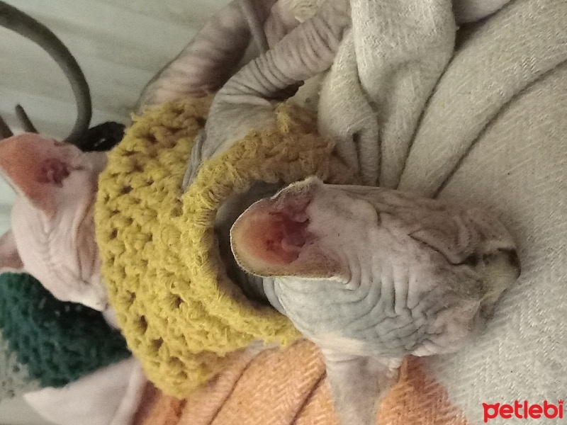 Sphynx, Kedi  Sphynx yavruları fotoğrafı
