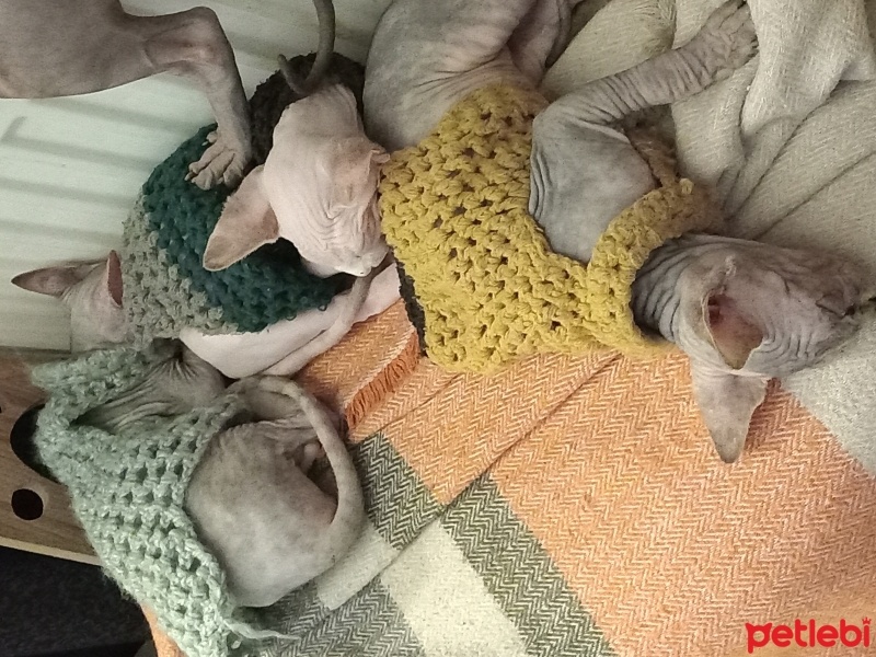 Sphynx, Kedi  Sphynx yavruları fotoğrafı