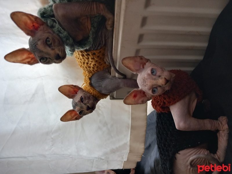 Sphynx, Kedi  Sphynx yavruları fotoğrafı