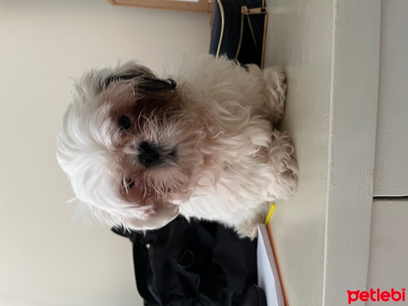 Shih Tzu, Köpek  Zeus fotoğrafı