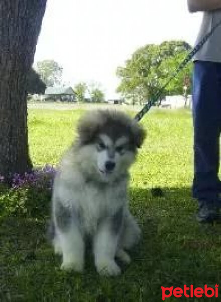 Alaskan Malamute, Köpek  şanslı fotoğrafı