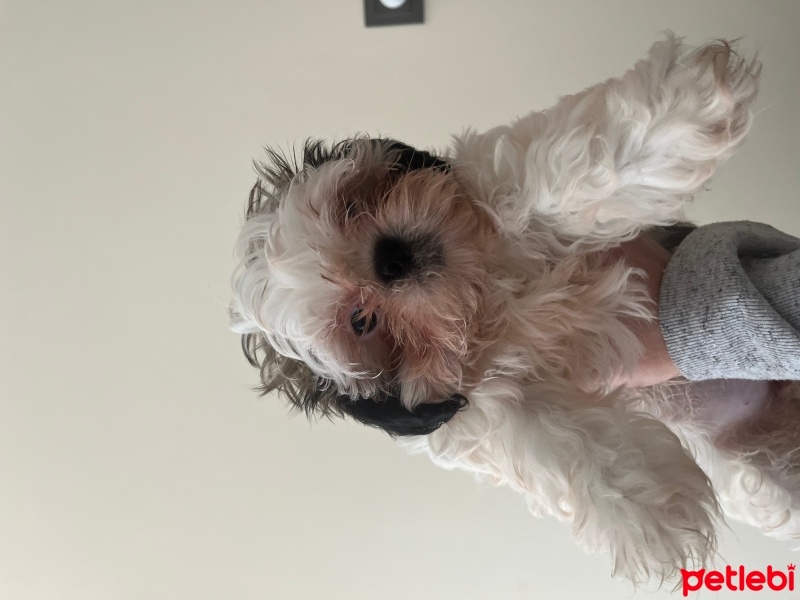 Shih Tzu, Köpek  Luna fotoğrafı