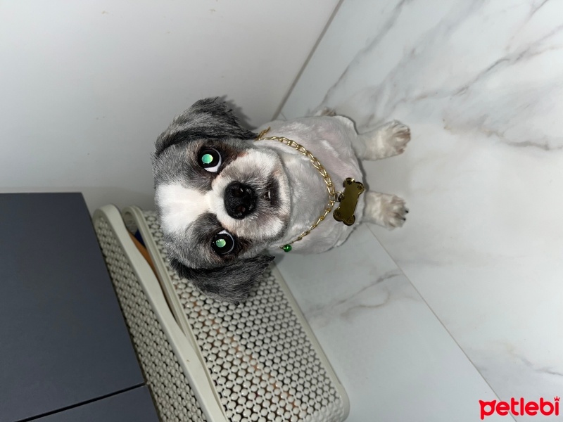 Shih Tzu, Köpek  Uzay fotoğrafı