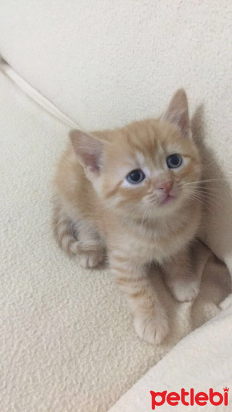 Tekir Kedi, Kedi  Herkül fotoğrafı