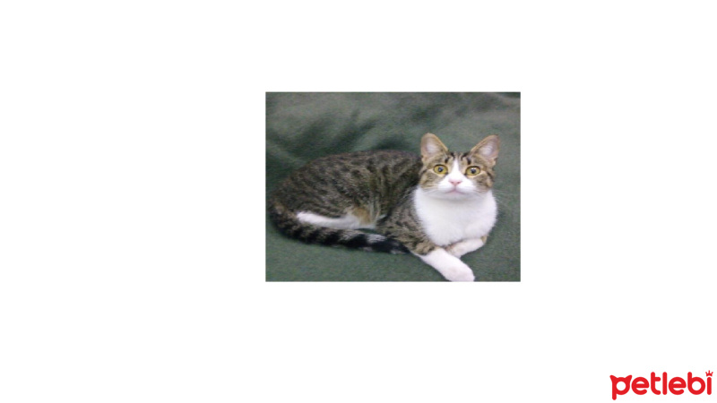 Tekir Kedi, Kedi  zeytin fotoğrafı