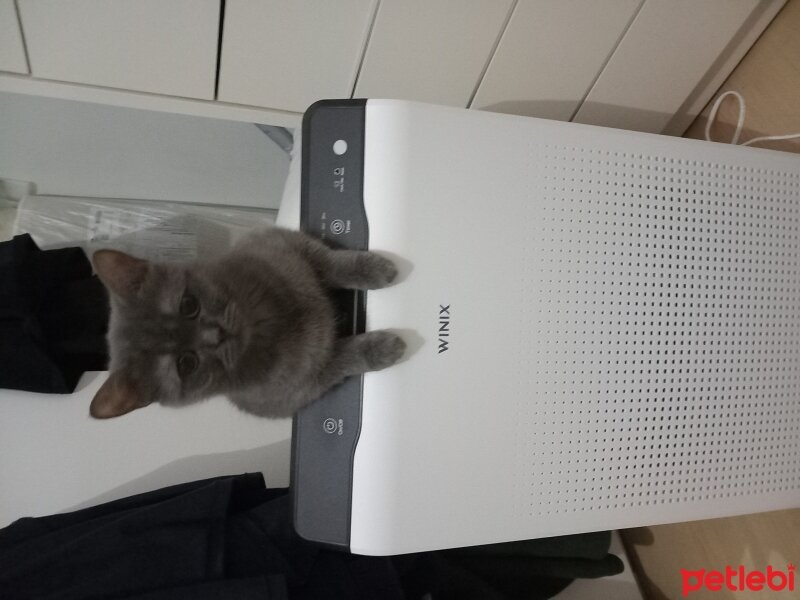 British Longhair, Kedi  Hera fotoğrafı